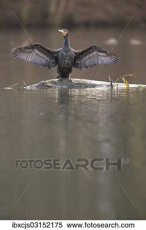 "Great Cormorant or Great Black Comorant (Phalacrocorax carbo) drying its feathers, Bergisches Land, Oesinghausen, North Rhine-Westphalia, Germany, Europe" View Large Photo Image Stock Photography - "Great Cormorant or Great Black Comorant (Phalacrocorax carbo) drying its feathers, Bergisches Land, Oesinghausen, North Rhine-Westphalia, Germany, Europe". Fotosearch