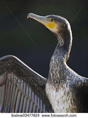 "Great Cormorant (Phalacrocorax carbo) drying its wings, Stuttgart, Baden-Wurttemberg, Germany, Europe" View Large Photo Image Picture - "Great Cormorant (Phalacrocorax carbo) drying its wings, Stuttgart, Baden-Wurttemberg, Germany, Europe". Fotosearch
