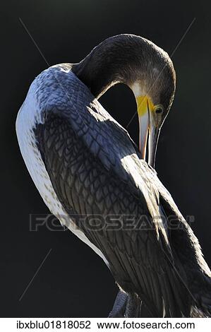 "Great Cormorant (Phalacrocorax carbo), portrait" View Large Photo Image Stock Image - "Great Cormorant (Phalacrocorax carbo), portrait". Fotosearch