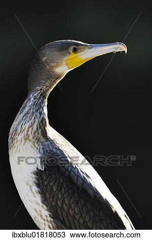 "Great Cormorant (Phalacrocorax carbo), portrait" View Large Photo Image Stock Image - "Great Cormorant (Phalacrocorax carbo), portrait". Fotosearch