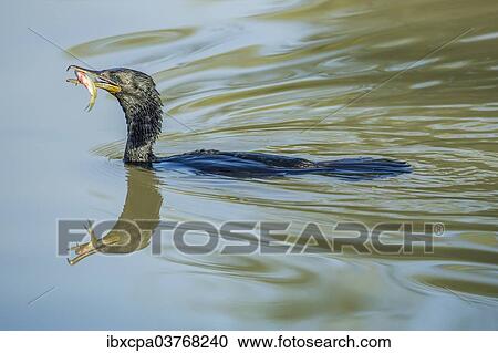 "Great Cormorant (Phalacrocorax carbo), Keoladeo National Park, Rajasthan, India, Asia" View Large Photo Image Stock Image - "Great Cormorant (Phalacrocorax carbo), Keoladeo National Park, Rajasthan, India, Asia". Fotosearch