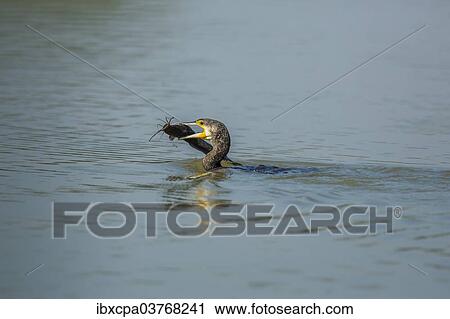 Stock Image - "Great Cormorant (Phalacrocorax carbo), Keoladeo National Park, Rajasthan, India, Asia". Fotosearch