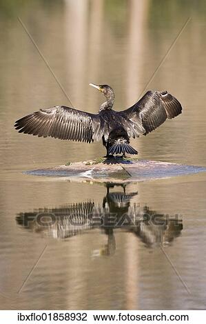 Stock Image - Great Cormorant (Phalacrocorax carbo). Fotosearch