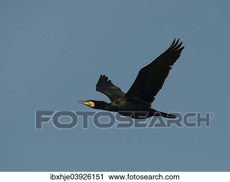 "Great Cormorant (Phalacrocorax carbo), Texel, West Frisian Islands, province of North Holland, Holland, The Netherlands, Europe" View Large Photo Image Stock Image - "Great Cormorant (Phalacrocorax carbo), Texel, West Frisian Islands, province of North Holland, Holland, The Netherlands, Europe". Fotosearch