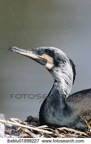 Great Cormorant (Phalacrocorax carbo) View Large Photo Image Stock Photo - Great Cormorant (Phalacrocorax carbo). Fotosearch