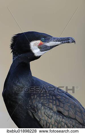 Great Cormorant (Phalacrocorax carbo) View Large Photo Image Stock Photo - Great Cormorant (Phalacrocorax carbo). Fotosearch