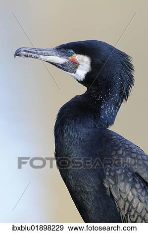 Stock Photo - Great Cormorant (Phalacrocorax carbo). Fotosearch