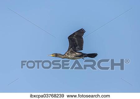 "Great Cormorant (Phalacrocorax carbo), Keoladeo National Park, Rajasthan, India, Asia" View Large Photo Image Stock Photo - "Great Cormorant (Phalacrocorax carbo), Keoladeo National Park, Rajasthan, India, Asia". Fotosearch