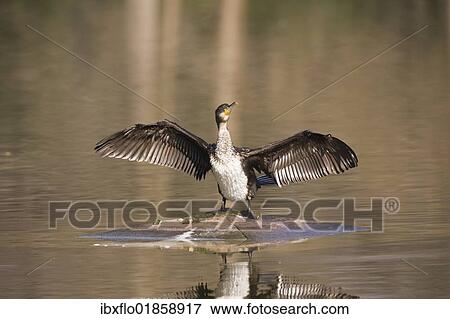 Great Cormorant (Phalacrocorax carbo) View Large Photo Image Stock Photo - Great Cormorant (Phalacrocorax carbo). Fotosearch
