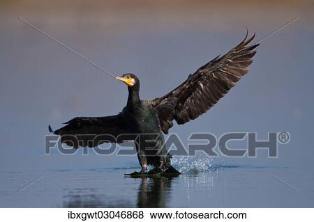 "Great Cormorant (Phalacrocorax carbo), landing, Germany, Europe" View Large Photo Image Stock Photo - "Great Cormorant (Phalacrocorax carbo), landing, Germany, Europe". Fotosearch
