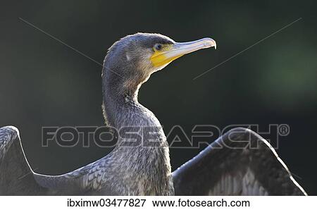 Stock Photo - "Great Cormorant (Phalacrocorax carbo) drying its wings, Stuttgart, Baden-Wurttemberg, Germany, Europe". Fotosearch