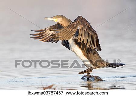 "Great Cormorant (Phalacrocorax carbo) with its wings spread, North Hesse, Hesse, Germany, Europe" View Large Photo Image Stock Photo - "Great Cormorant (Phalacrocorax carbo) with its wings spread, North Hesse, Hesse, Germany, Europe". Fotosearch