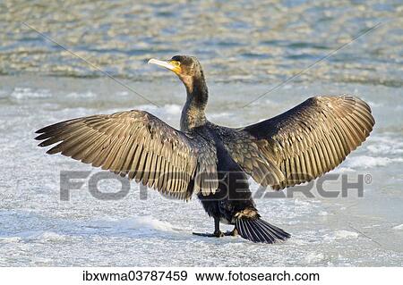 "Great Cormorant (Phalacrocorax carbo) standing with outstretched wings on ice, North Hesse, Hesse, Germany, Europe" View Large Photo Image Stock Photo - "Great Cormorant (Phalacrocorax carbo) standing with outstretched wings on ice, North Hesse, Hesse, Germany, Europe". Fotosearch