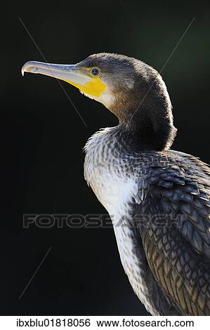 "Great Cormorant (Phalacrocorax carbo), portrait" View Large Photo Image Stock Photograph - "Great Cormorant (Phalacrocorax carbo), portrait". Fotosearch