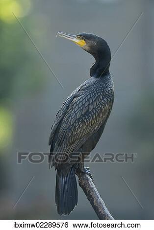 Stock Photograph - "Great Cormorant (Phalacrocorax carbo), Stuttgart, Baden-Wuerttemberg, Germany, Europe". Fotosearch