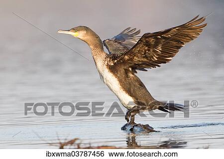 "Great Cormorant (Phalacrocorax carbo) with its wings spread, North Hesse, Hesse, Germany, Europe" View Large Photo Image Stock Photograph - "Great Cormorant (Phalacrocorax carbo) with its wings spread, North Hesse, Hesse, Germany, Europe". Fotosearch