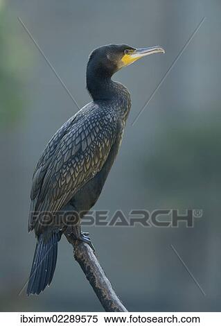 "Great Cormorant (Phalacrocorax carbo), Stuttgart, Baden-Wuerttemberg, Germany, Europe" View Large Photo Image Stock Photography - "Great Cormorant (Phalacrocorax carbo), Stuttgart, Baden-Wuerttemberg, Germany, Europe". Fotosearch