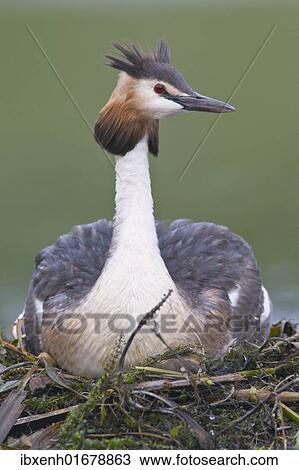 Great Crested Grebe (Podiceps cristatus) View Large Photo Image Stock Image - Great Crested Grebe (Podiceps cristatus). Fotosearch