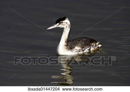 "Great Crested Grebe (Podiceps cristatus), swimming juvenile" View Large Photo Image Picture - "Great Crested Grebe (Podiceps cristatus), swimming juvenile". Fotosearch