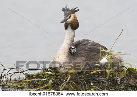 Great Crested Grebe (Podiceps cristatus) with chick on back View Large Photo Image Picture - Great Crested Grebe (Podiceps cristatus) with chick on back. Fotosearch