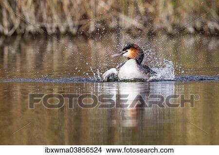 "Great-crested Grebe (Podiceps cristatus), taking a bath, North Hesse, Hesse, Germany, Europe" View Large Photo Image Picture - "Great-crested Grebe (Podiceps cristatus), taking a bath, North Hesse, Hesse, Germany, Europe". Fotosearch