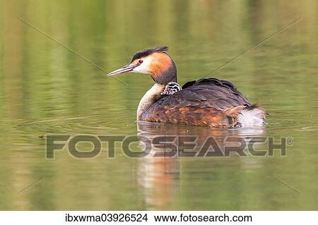 "Great Crested Grebe (Podiceps cristatus) with young bird in plumage, North Hesse, Hesse, Germany, Europe" View Large Photo Image Picture - "Great Crested Grebe (Podiceps cristatus) with young bird in plumage, North Hesse, Hesse, Germany, Europe". Fotosearch