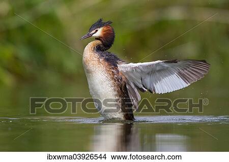 "Great Crested Grebe (Podiceps cristatus) beating its wings, North Hesse, Hesse, Germany, Europe" View Large Photo Image Picture - "Great Crested Grebe (Podiceps cristatus) beating its wings, North Hesse, Hesse, Germany, Europe". Fotosearch