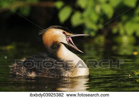 "Great Crested Grebe (Podiceps cristatus) with open beak on the Alster, Hamburg, Germany, Europe" View Large Photo Image Stock Image - "Great Crested Grebe (Podiceps cristatus) with open beak on the Alster, Hamburg, Germany, Europe". Fotosearch