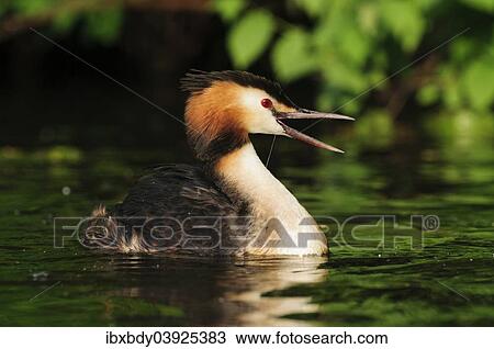 "Great Crested Grebe (Podiceps cristatus) with open beak on the Alster, Hamburg, Germany, Europe" View Large Photo Image Stock Image - "Great Crested Grebe (Podiceps cristatus) with open beak on the Alster, Hamburg, Germany, Europe". Fotosearch