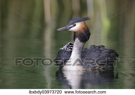 "Great Crested Grebe (Podiceps cristatus), adult bird with chicks in its plumage on a lake, Mecklenburg-Western Pomerania, Germany, Europe" View Large Photo Image Stock Image - "Great Crested Grebe (Podiceps cristatus), adult bird with chicks in its plumage on a lake, Mecklenburg-Western Pomerania, Germany, Europe". Fotosearch