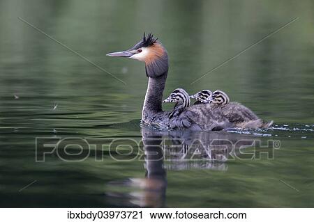 "Great Crested Grebe (Podiceps cristatus), adult bird with chicks on its back on a lake, Mecklenburg-Western Pomerania, Germany, Europe" View Large Photo Image Stock Image - "Great Crested Grebe (Podiceps cristatus), adult bird with chicks on its back on a lake, Mecklenburg-Western Pomerania, Germany, Europe". Fotosearch