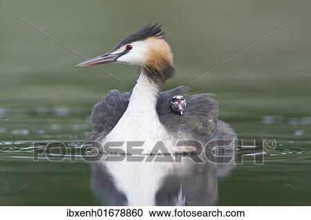 Stock Image - Great Crested Grebe (Podiceps cristatus) with chick on back. Fotosearch