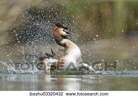 Stock Image - "Great Crested Grebe (Podiceps cristatus), preening, Lake Lucerne, Luzern, Canton of Lucerne, Switzerland, Europe". Fotosearch
