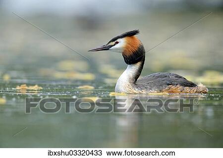 "Great Crested Grebe (Podiceps cristatus), swimming, Lake Lucerne, Luzern, Canton of Lucerne, Switzerland, Europe" View Large Photo Image Stock Image - "Great Crested Grebe (Podiceps cristatus), swimming, Lake Lucerne, Luzern, Canton of Lucerne, Switzerland, Europe". Fotosearch
