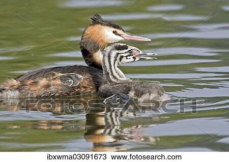 "Great Crested Grebe (Podiceps cristatus) with chick, young bird, North Hesse, Hesse, Germany, Europe" View Large Photo Image Stock Image - "Great Crested Grebe (Podiceps cristatus) with chick, young bird, North Hesse, Hesse, Germany, Europe". Fotosearch