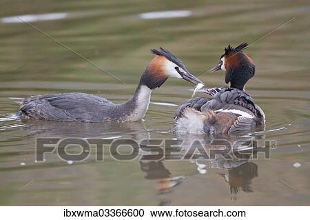"Great Crested Grebe (Podiceps cristatus), family, feeding chick in plumage, North Hesse, Hesse, Germany, Europe" View Large Photo Image Stock Image - "Great Crested Grebe (Podiceps cristatus), family, feeding chick in plumage, North Hesse, Hesse, Germany, Europe". Fotosearch