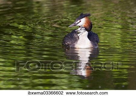 "Great Crested Grebe (Podiceps cristatus) with chick in plumage, North Hesse, Hesse, Germany, Europe" View Large Photo Image Stock Image - "Great Crested Grebe (Podiceps cristatus) with chick in plumage, North Hesse, Hesse, Germany, Europe". Fotosearch