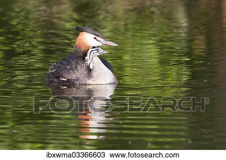 "Great Crested Grebe (Podiceps cristatus) with chick in plumage, North Hesse, Hesse, Germany, Europe" View Large Photo Image Stock Image - "Great Crested Grebe (Podiceps cristatus) with chick in plumage, North Hesse, Hesse, Germany, Europe". Fotosearch