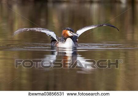 "Great-crested Grebe (Podiceps cristatus) with outstretched wings, North Hesse, Hesse, Germany, Europe" View Large Photo Image Stock Image - "Great-crested Grebe (Podiceps cristatus) with outstretched wings, North Hesse, Hesse, Germany, Europe". Fotosearch