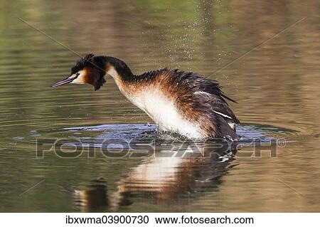 "Great Crested Grebe (Podiceps cristatus) shaking plumage, Hesse, Germany, Europe" View Large Photo Image Stock Image - "Great Crested Grebe (Podiceps cristatus) shaking plumage, Hesse, Germany, Europe". Fotosearch