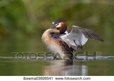 "Great Crested Grebe (Podiceps cristatus) beating its wings, North Hesse, Hesse, Germany, Europe" View Large Photo Image Stock Image - "Great Crested Grebe (Podiceps cristatus) beating its wings, North Hesse, Hesse, Germany, Europe". Fotosearch