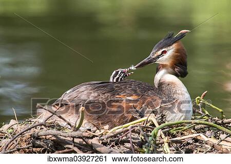 "Great Crested Grebe (Podiceps cristatus) on the nest, feeding young bird with feather, North Hesse, Germany, Europe" View Large Photo Image Stock Image - "Great Crested Grebe (Podiceps cristatus) on the nest, feeding young bird with feather, North Hesse, Germany, Europe". Fotosearch