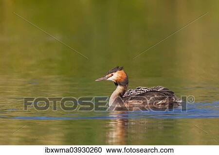 "Great Crested Grebe (Podiceps cristatus) with two chicks in plumage, on water, North Hesse, Hesse, Germany, Europe" View Large Photo Image Stock Image - "Great Crested Grebe (Podiceps cristatus) with two chicks in plumage, on water, North Hesse, Hesse, Germany, Europe". Fotosearch