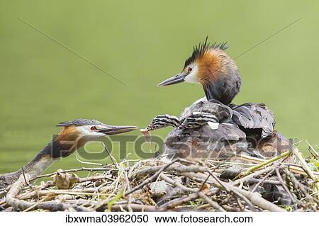 "Great Crested Grebe (Podiceps cristatus), feeding a chick at the nest, North Hesse, Hesse, Germany, Europe" View Large Photo Image Stock Image - "Great Crested Grebe (Podiceps cristatus), feeding a chick at the nest, North Hesse, Hesse, Germany, Europe". Fotosearch