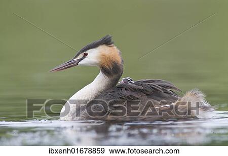Stock Photo - Great Crested Grebe (Podiceps cristatus) with chick on back. Fotosearch