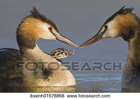 Great Crested Grebe (Podiceps cristatus) feeding chick View Large Photo Image Stock Photo - Great Crested Grebe (Podiceps cristatus) feeding chick. Fotosearch