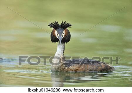 "Great Crested Grebe (Podiceps cristatus), with raised crest" View Large Photo Image Stock Photo - "Great Crested Grebe (Podiceps cristatus), with raised crest". Fotosearch
