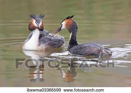 "Great Crested Grebe (Podiceps cristatus), family, feeding chick in plumage, North Hesse, Hesse, Germany, Europe" View Large Photo Image Stock Photo - "Great Crested Grebe (Podiceps cristatus), family, feeding chick in plumage, North Hesse, Hesse, Germany, Europe". Fotosearch