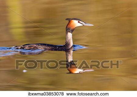 "Great Crested Grebe (Podiceps cristatus), North Hesse, Hesse, Germany, Europe" View Large Photo Image Stock Photo - "Great Crested Grebe (Podiceps cristatus), North Hesse, Hesse, Germany, Europe". Fotosearch