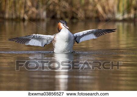 "Great-crested Grebe (Podiceps cristatus) with outstretched wings, North Hesse, Hesse, Germany, Europe" View Large Photo Image Stock Photo - "Great-crested Grebe (Podiceps cristatus) with outstretched wings, North Hesse, Hesse, Germany, Europe". Fotosearch